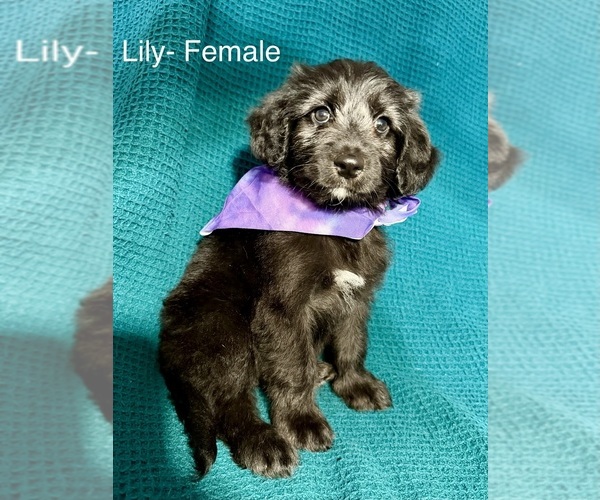 Medium Photo #11 Labradoodle-Miniature Australian Shepherd Mix Puppy For Sale in MANSFIELD, TX, USA