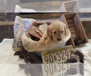 Golden Retriever Puppy for sale in BLUFFTON, IN, USA