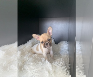 French Bulldog Puppy for sale in SAN DIEGO, CA, USA
