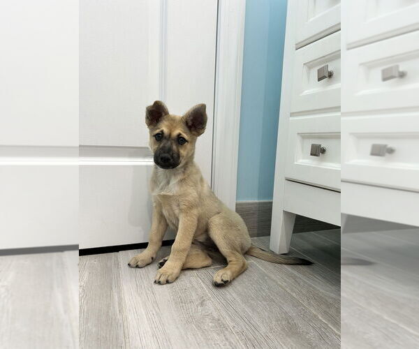 Medium Photo #4 Mutt Puppy For Sale in Brewster, NY, USA