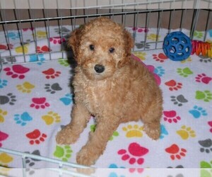 Poodle (Miniature) Puppy for sale in ORO VALLEY, AZ, USA