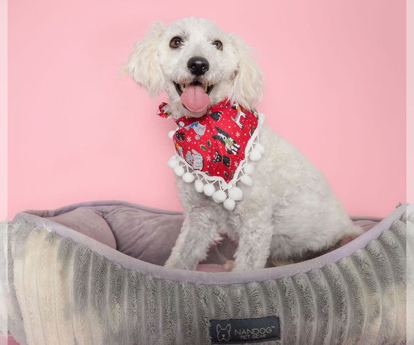 Medium Photo #3 Poodle (Miniature)-Unknown Mix Puppy For Sale in phoenix, AZ, USA