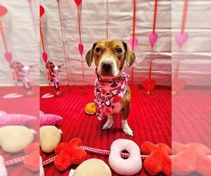 Chiweenie Dogs for adoption in Frisco, CO, USA