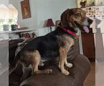 Small #5 Beagle