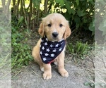 Puppy Naveen Golden Retriever