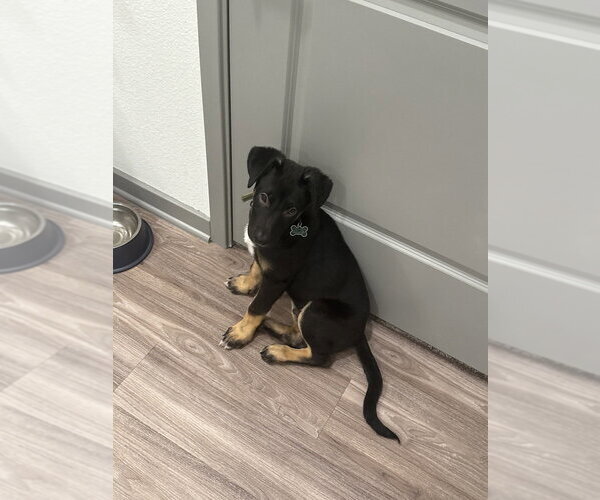 Medium Photo #2 German Shepherd Dog-Unknown Mix Puppy For Sale in Lakewood, CO, USA