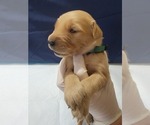 Small #9 Golden Retriever