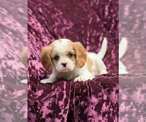 Medium Photo #3 Cavalier King Charles Spaniel Puppy For Sale in MIAMI, FL, USA