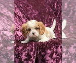 Small #2 Cavalier King Charles Spaniel
