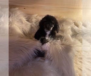 Poodle (Miniature) Puppy for sale in CROSSVILLE, TN, USA