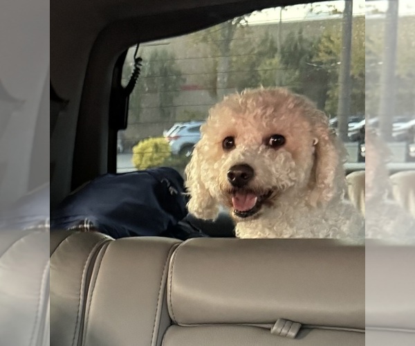 Medium Photo #1 ShihPoo Puppy For Sale in TACOMA, WA, USA