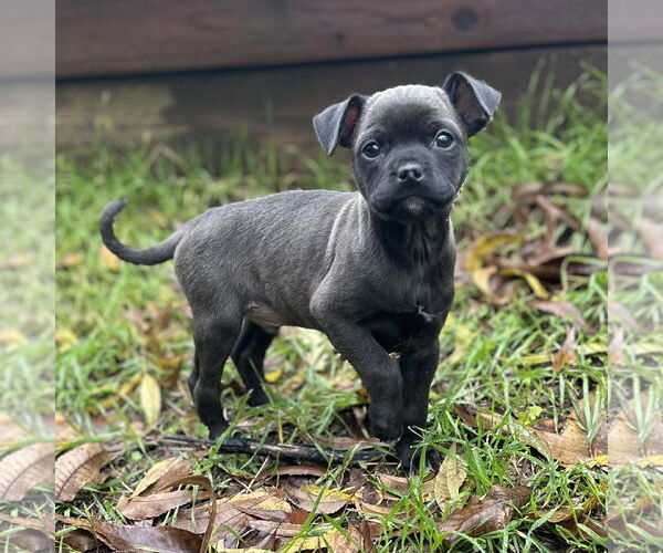 Medium Photo #2 Boxer-Chihuahua Mix Puppy For Sale in Fair Oaks, CA, USA