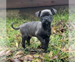 Small #1 Boxer-Chihuahua Mix