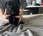 Small #30 Cane Corso