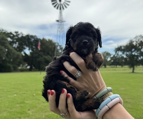 Medium Photo #3 Aussiedoodle Miniature  Puppy For Sale in JENNINGS, LA, USA