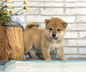 Shiba Inu Puppy for sale in MANHATTAN, NY, USA
