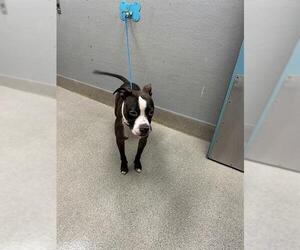 Mutt Dogs for adoption in Las Vegas, NV, USA