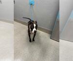 Small Mutt