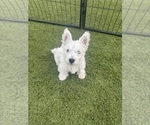 Small #4 West Highland White Terrier