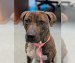 Small #1 American Pit Bull Terrier