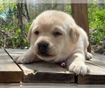 Image preview for Ad Listing. Nickname: Benalli