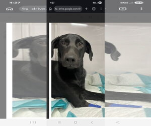 Labrador Retriever-Unknown Mix Dogs for adoption in NYC, NY, USA