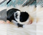 Small Photo #3 Miniature Australian Shepherd Puppy For Sale in OPELIKA, AL, USA