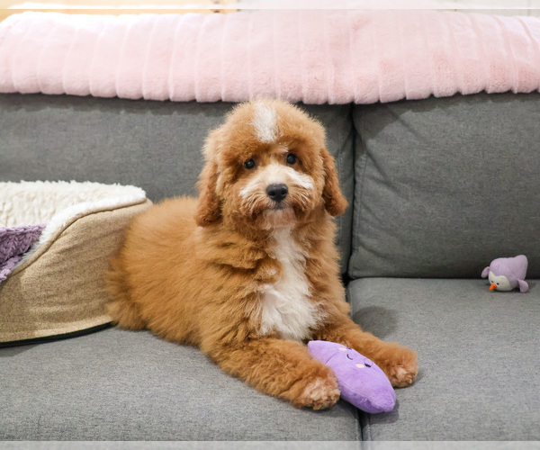 Medium Photo #7 Goldendoodle mix (+ Poodle Miniature) Puppy For Sale in SYRACUSE, IN, USA