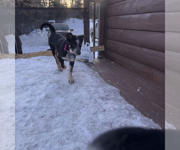 Medium Photo #4 Mutt Puppy For Sale in Garden City, NY, USA