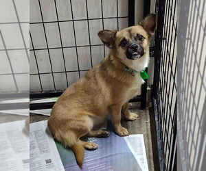 Chug Dogs for adoption in Mukwonago, WI, USA