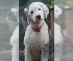 Small Photo #1 Old English Sheepdog Puppy For Sale in PORTLAND, OR, USA