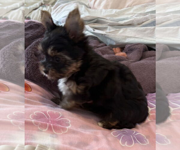 Medium Photo #3 Mutt Puppy For Sale in Boca Raton, FL, USA