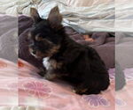 Small #2 Mutt