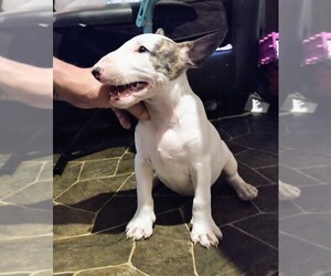 Miniature Bull Terrier Puppy for sale in TOLEDO, OH, USA