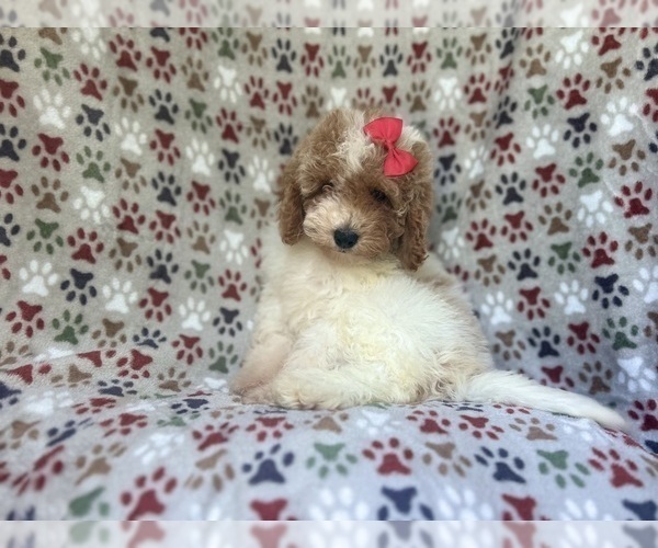 Medium Photo #5 Cock-A-Poo Puppy For Sale in LAKELAND, FL, USA