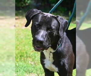 Labrador Retriever-Unknown Mix Dogs for adoption in Glen Allen, VA, USA