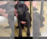 Small #4 Labrador Retriever Mix