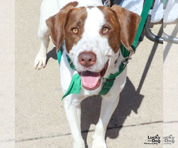 Medium Photo #11 Pointer Puppy For Sale in Washington, DC, USA