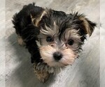 Small Photo #1 Morkie Puppy For Sale in CLARE, IL, USA