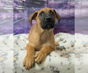 Shepradors Dogs for adoption in Lakewood, CO, USA