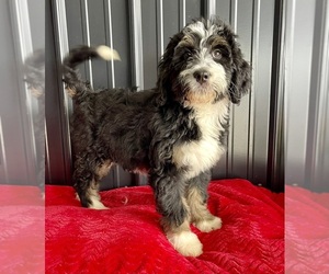 Bernedoodle Puppy for Sale in ROANOKE, Illinois USA