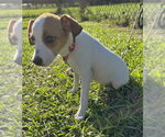 Small Photo #2 Mutt Puppy For Sale in Tarrytown, GA, USA