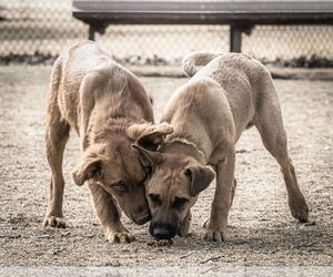 June Carter - Female Golden Shepherd Dog for Adoption - Photo #19