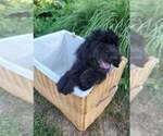 Small Photo #2 Labradoodle Puppy For Sale in VERGENNES, IL, USA
