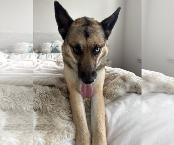Medium Photo #1 Gerberian Shepsky Puppy For Sale in La Grange , NC, USA