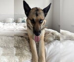 Petra - Female Gerberian Shepsky Dog for Adoption - Small photo