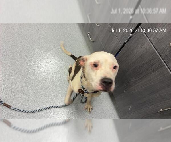 Medium Photo #1 American Pit Bull Terrier Puppy For Sale in Ocala, FL, USA