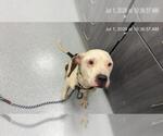 Small American Pit Bull Terrier
