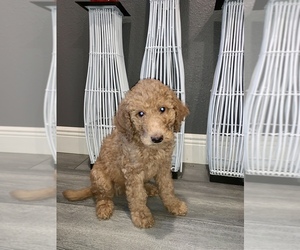Goldendoodle-Poodle (Standard) Mix Puppy for sale in CORNING, CA, USA