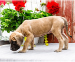 Small #11 Mastiff